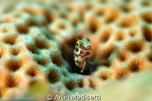 Been a long while since i took any photos underwater, it ... by Arun Madisetti 
